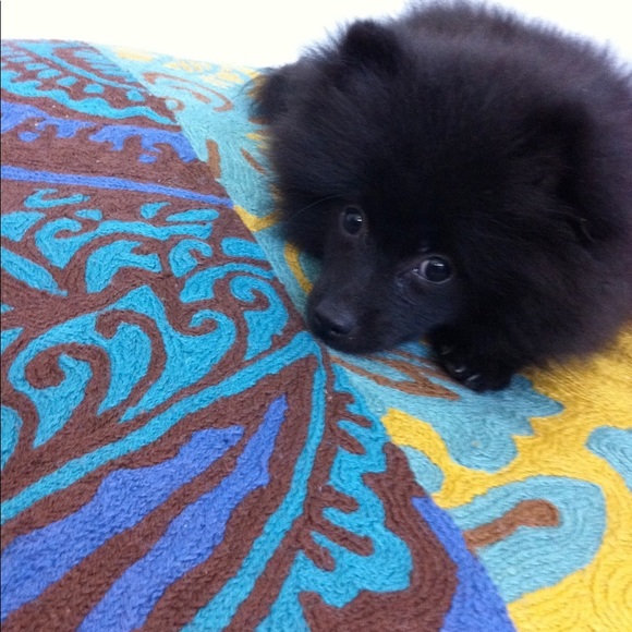 Meet your Posher, theQueenAnt - Picture 3 of 7